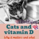 Cats and vitamin D: why it matters and what role does sunlight play