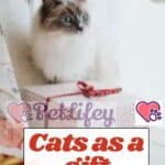 Cats-as-a-gift-1a