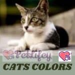 Cats colors and genetics
