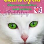 Cat's eyes: characteristics and colors