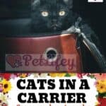 Cats in a Carrier : concerns, how to make their travel comfortable