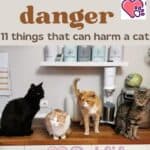 Cats-in-danger-11-things-that-can-harm-a-cat-1a