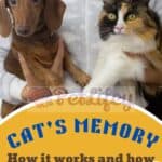 Cat's memory: how it works and how it uses it