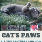 Cat's paws: all the features and how to take care of them