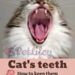 Cat's teeth: how to keep them healthy and clean