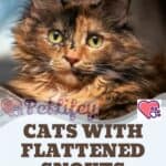 Cats-with-flattened-snouts-the-problems-of-brachycephalics-1a
