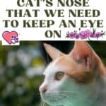 Changes in the cat's nose that we need to keep an eye on