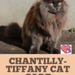 Chantilly-Tiffany-Cat-care-brushing-bathing-grooming-tips-1a