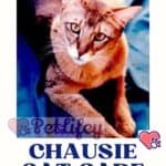 Chausie Cat care: from grooming to bathing