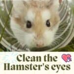 Clean the Hamster's eyes: step by step