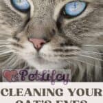 Cleaning-your-cats-eyes-heres-how-1a