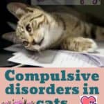 Compulsive disorders in cats: the strange feline behaviors