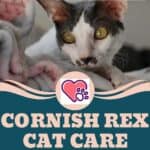 Cornish Rex Cat Care: hygiene and grooming tips