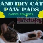 Cracked and dry cat paw pads: causes, remedies