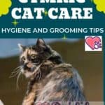 Cymric Cat care: hygiene and grooming tips