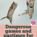 Dangerous games and pastimes for cats to avoid