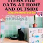 Dangerous items for cats at home and outside: what to watch out for