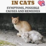 Dehydration-in-cats-symptoms-possible-causes-and-remedies-1a