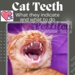 Discolored-Cat-Teeth-what-they-indicate-and-what-to-do-1a