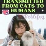 Diseases transmitted from cats to humans
