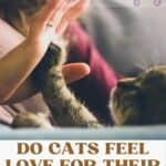 Do cats feel love for their humans?