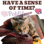 Do-cats-have-a-sense-of-time-1a