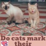 Do-cats-mark-their-territory-1a