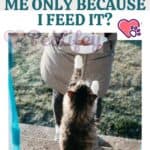 Does my cat love me only because I feed it?