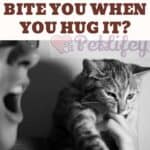 Does your cat bite you when you hug it?