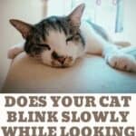 Does your cat blink slowly while looking at you?