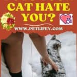 Does-your-cat-hate-you-1a