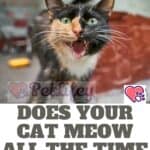 Does-your-cat-meow-all-the-time-Here-are-5-solutions-to-fix-it-1a