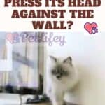 Does-your-cat-press-its-head-against-the-wall-1a