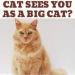 Does your cat sees you as a big cat?