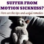 Does your cat suffer from motion sickness? Here are the tips and useful remedies