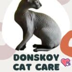 Donskoy Cat care: brushing, bathing and grooming tips