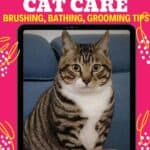 Dragon Li Cat care: brushing, bathing, grooming tips