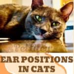 Ear positions in cats: the key to knowing their mood!