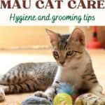 Egyptian Mau Cat care: hygiene and grooming tips
