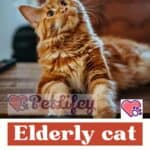 Elderly cat: the three stages of old age and what to expect