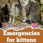 Emergencies for kittens: the main concerns