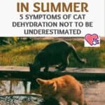 Excessive heat in summer: 5 symptoms of cat dehydration not to be underestimated