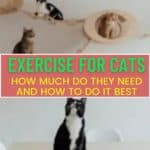 Exercise for cats: how much do they need and how to do it best