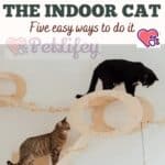 Exercise for the indoor cat: five easy ways to do it