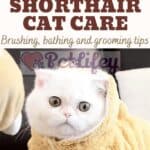 Exotic Shorthair Cat care: brushing, bathing and grooming tips