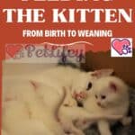 Feeding-the-kitten-from-birth-to-weaning-1a