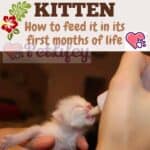 Feeding the kitten: how to feed it in its first months of life