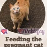 Feeding the pregnant cat: food and recommended quantities