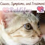 Feline-Acne-Causes-Symptoms-and-Treatment-1a