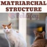 Feral cats Matriarchal structure